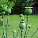 Papaver somniferum fruit